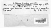 Geastrum hygrometricum image